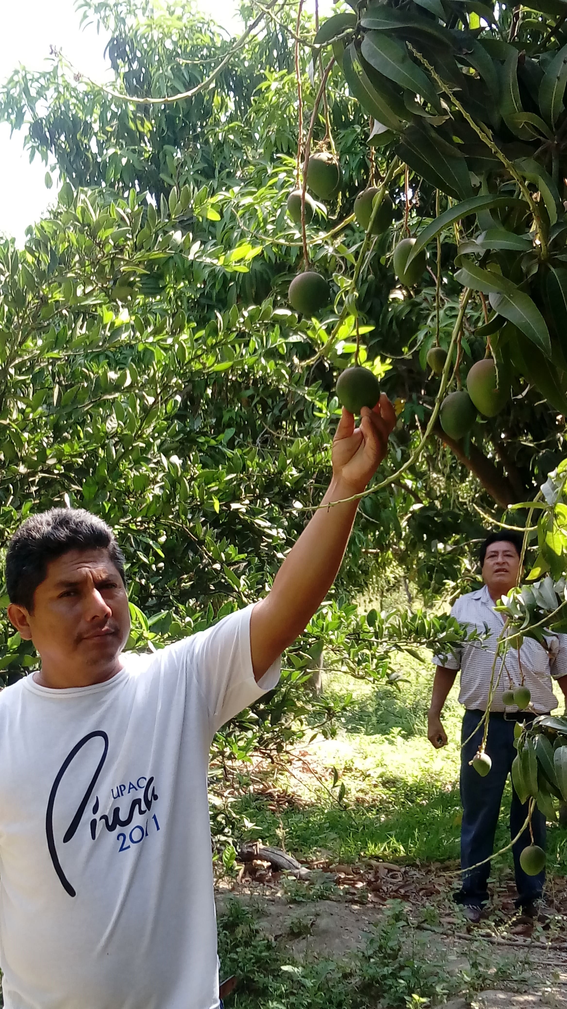 Campos de Mango
