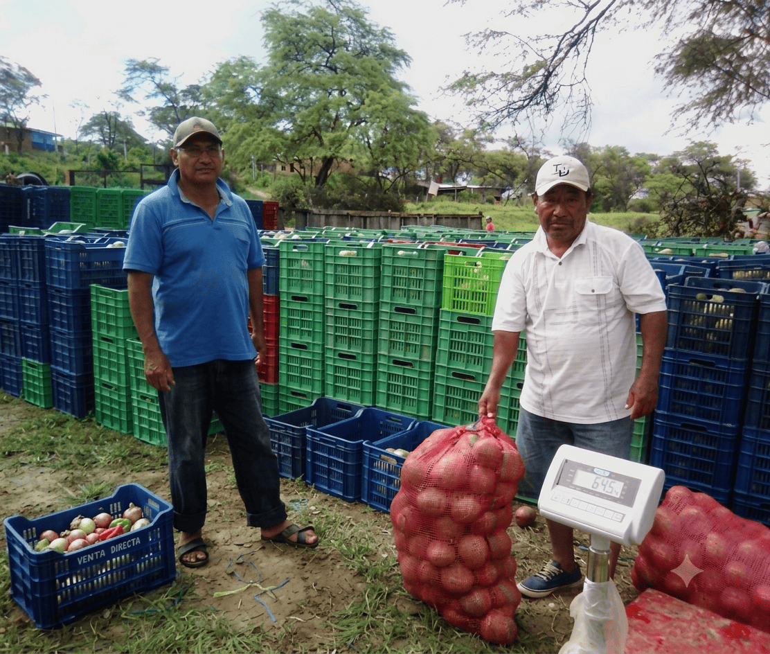 Cosecha de fruta fresca clasificada