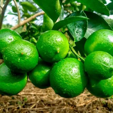 Limón Sutil